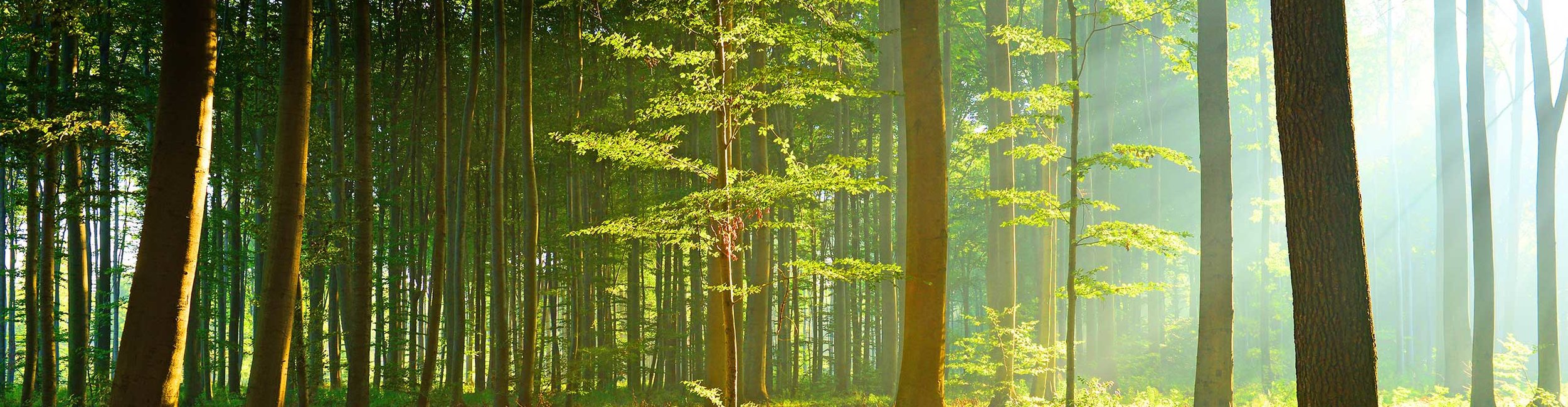 Informations plus précises - Ecureuil - Aventure en forêt - Notre forêt.  Incroyablement diversifiée.